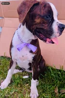 #1, a female Boxer for sale in Grand Prairie, TX – 4 of 4