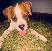 #2, a female Boxer for sale in Grand Prairie, TX – 3 of 8