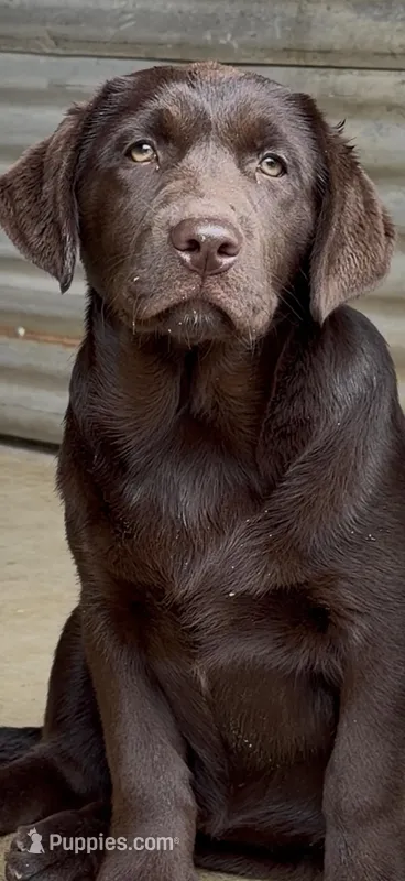 Koda – Labrador Retriever puppy for sale in Mission Viejo, CA