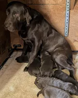 Koda, a female Labrador Retriever for sale in Mission Viejo, CA – Photo 3 of 3