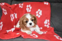 processed/bad7dd3b-438d-4205-9705-be35d320d615/facility/016a17fc-9190-4e2e-a2a7-3b2ba2b0c54f