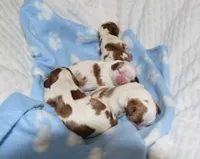 processed/bad7dd3b-438d-4205-9705-be35d320d615/facility/6b3abf13-75a1-443d-b3fd-c489b2f0ac7e