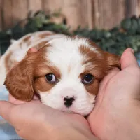 processed/bad7dd3b-438d-4205-9705-be35d320d615/facility/a85052ba-9497-461e-ac8b-df721926a672