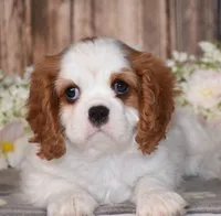 Bubbles, a female Cavalier King Charles Spaniel for sale in Fredericksburg, OH – 3 of 7