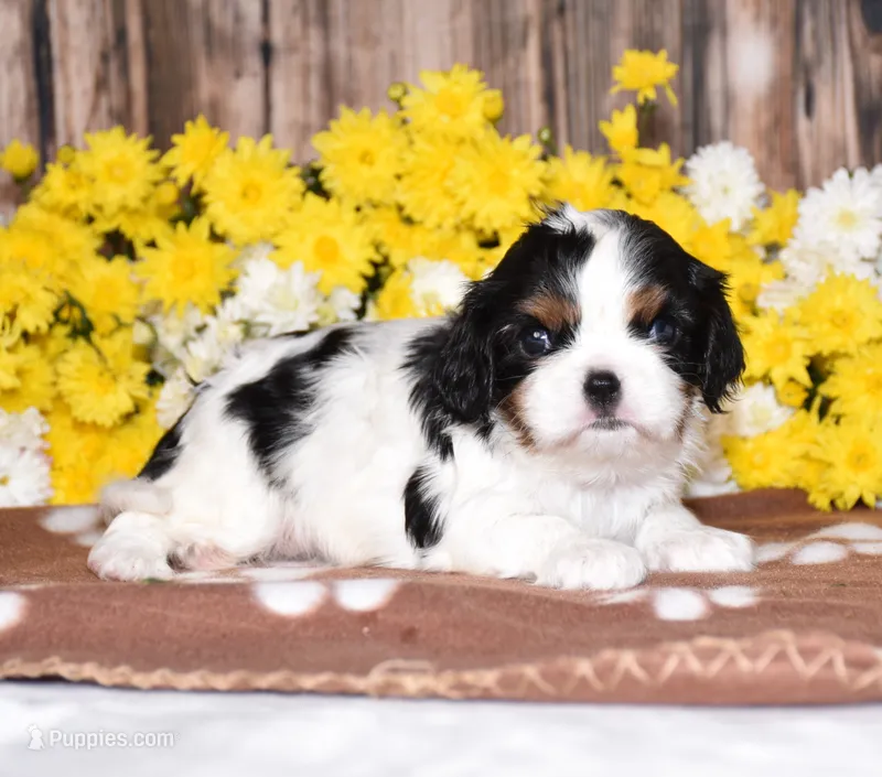 Gemma – Cavalier King Charles Spaniel puppy for sale in Fredericksburg, OH