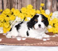 Gemma, a female Cavalier King Charles Spaniel for sale in Fredericksburg, OH – 1 of 4