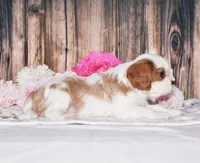 Derby, a male Cavalier King Charles Spaniel for sale in Fredericksburg, OH – 4 of 4