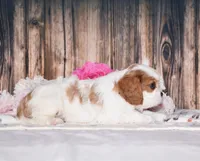 Dexter, a male Cavalier King Charles Spaniel for sale in Fredericksburg, OH – 4 of 4