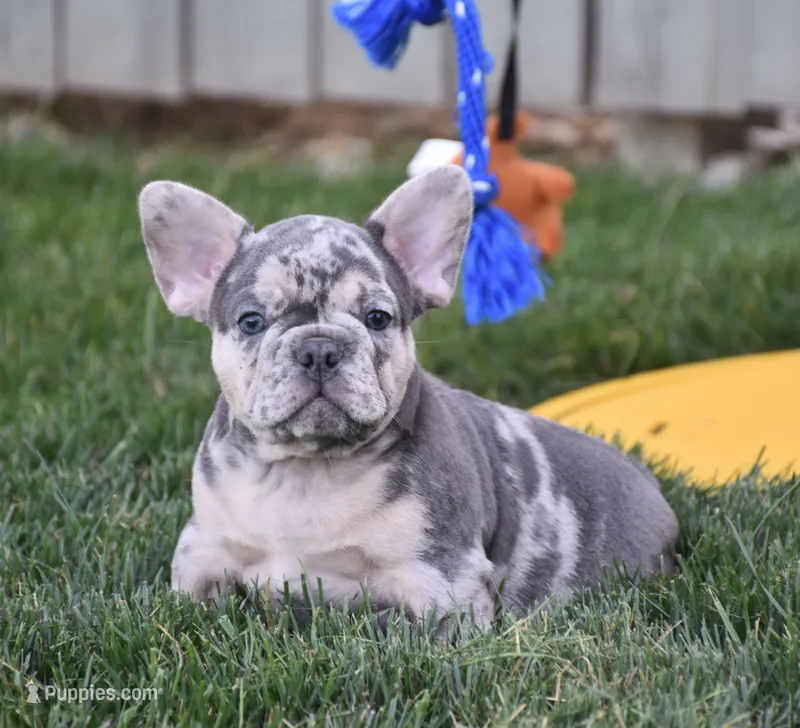 Flash – French Bulldog puppy for sale in Fredericksburg, OH