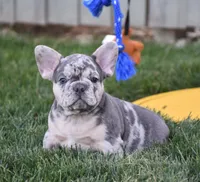 Flash, a male French Bulldog for sale in Fredericksburg, OH – 1 of 3