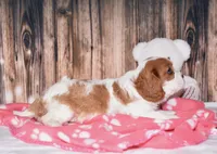 Flinki, a female Cavalier King Charles Spaniel for sale in Fredericksburg, OH – Photo 4 of 4