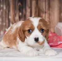 Flinki, a female Cavalier King Charles Spaniel for sale in Fredericksburg, OH – Photo 2 of 4