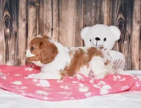 Flinki, a female Cavalier King Charles Spaniel for sale in Fredericksburg, OH – Photo 3 of 4