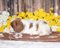 Gizmo, a female Cavalier King Charles Spaniel for sale in Fredericksburg, OH – 2 of 4