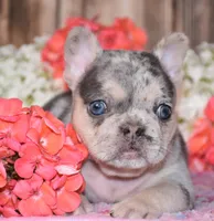 Tenson, a male French Bulldog for sale in Fredericksburg, OH – 2 of 4