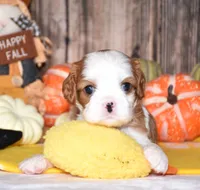Champ, a male Cavalier King Charles Spaniel for sale in Fredericksburg, OH – 4 of 4