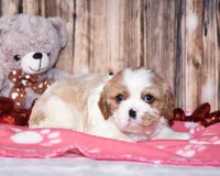 Zada, a  Cavalier King Charles Spaniel for sale in Fredericksburg, OH – Photo 2 of 4