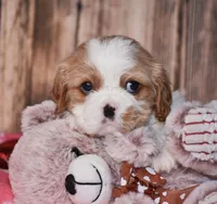 Zada, a  Cavalier King Charles Spaniel for sale in Fredericksburg, OH – Photo 1 of 4