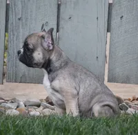 Fudge, a male French Bulldog for sale in Fredericksburg, OH – 3 of 4