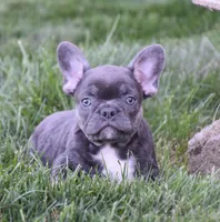 Ford, a male French Bulldog for sale in Fredericksburg, OH – 3 of 4