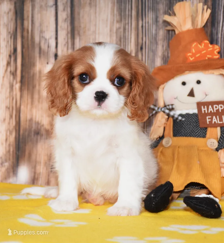 Gabby – Cavalier King Charles Spaniel puppy for sale in Fredericksburg, OH