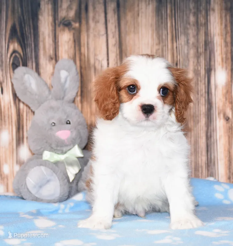Zeke – Cavalier King Charles Spaniel puppy for sale in Fredericksburg, OH