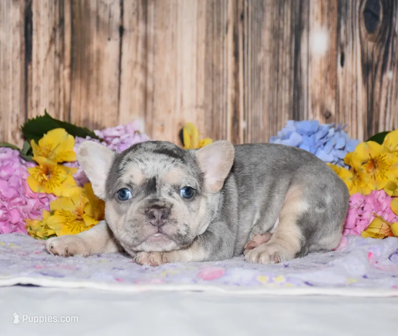 Fester – French Bulldog puppy for sale in Fredericksburg, OH