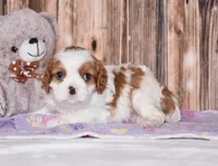Carl, a male Cavalier King Charles Spaniel for sale in Fredericksburg, OH – Photo 2 of 4