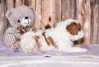 Carl, a male Cavalier King Charles Spaniel for sale in Fredericksburg, OH – Photo 4 of 4