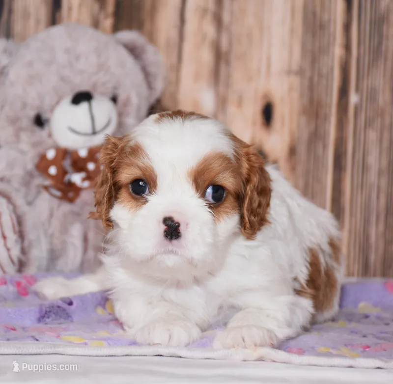 Carl – Cavalier King Charles Spaniel puppy for sale in Fredericksburg, OH