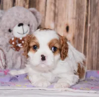 Carl, a male Cavalier King Charles Spaniel for sale in Fredericksburg, OH – Photo 1 of 4