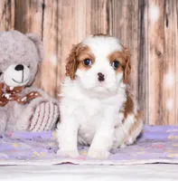 Carl, a male Cavalier King Charles Spaniel for sale in Fredericksburg, OH – Photo 3 of 4