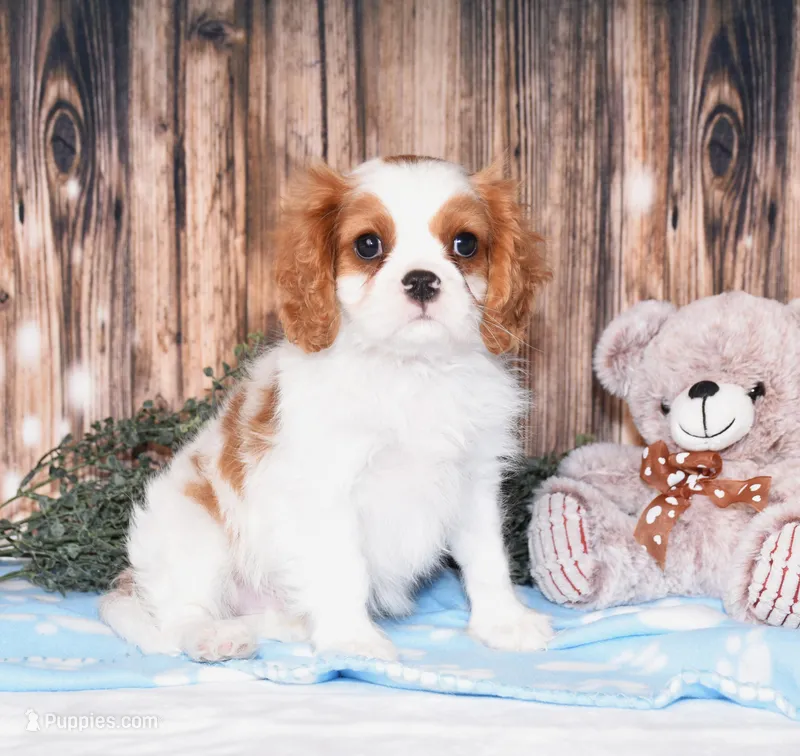 Carl – Cavalier King Charles Spaniel puppy for sale in Fredericksburg, OH