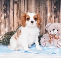 Carl, a male Cavalier King Charles Spaniel for sale in Fredericksburg, OH – 1 of 5