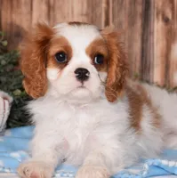 Carl, a male Cavalier King Charles Spaniel for sale in Fredericksburg, OH – 2 of 5