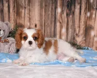Carl, a male Cavalier King Charles Spaniel for sale in Fredericksburg, OH – 4 of 5