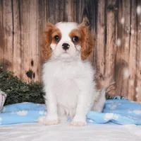 Carl, a male Cavalier King Charles Spaniel for sale in Fredericksburg, OH – 3 of 5