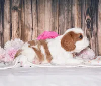 Dalton, a male Cavalier King Charles Spaniel for sale in Fredericksburg, OH – 2 of 4