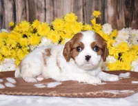 Gabby, a female Cavalier King Charles Spaniel for sale in Fredericksburg, OH – 2 of 4