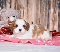 Zeke, a male Cavalier King Charles Spaniel for sale in Fredericksburg, OH – Photo 1 of 4