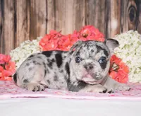 Tinsley, a female French Bulldog for sale in Fredericksburg, OH – 4 of 4