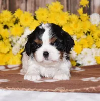 Gemma, a female Cavalier King Charles Spaniel for sale in Fredericksburg, OH – 3 of 4