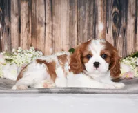 Bronx, a male Cavalier King Charles Spaniel for sale in Fredericksburg, OH – 2 of 7