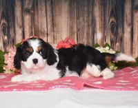 Haleigh, a female Cavalier King Charles Spaniel for sale in Fredericksburg, OH – 2 of 4