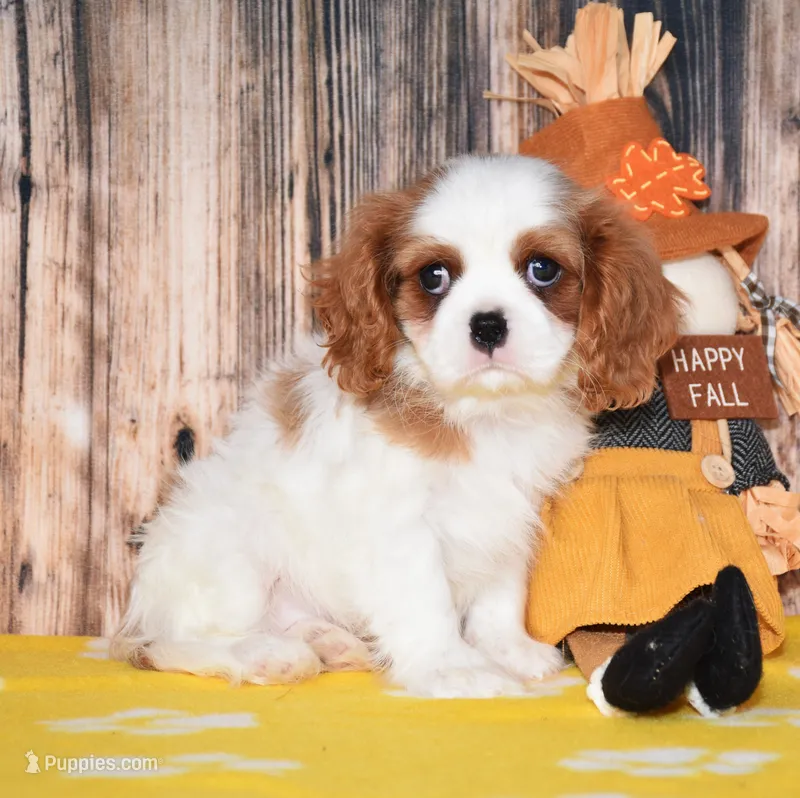 Gia – Cavalier King Charles Spaniel puppy for sale in Fredericksburg, OH
