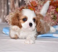 Hux, a male Cavalier King Charles Spaniel for sale in Fredericksburg, OH – 3 of 4