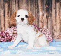 Daffi, a female Cavalier King Charles Spaniel for sale in Fredericksburg, OH – 2 of 4