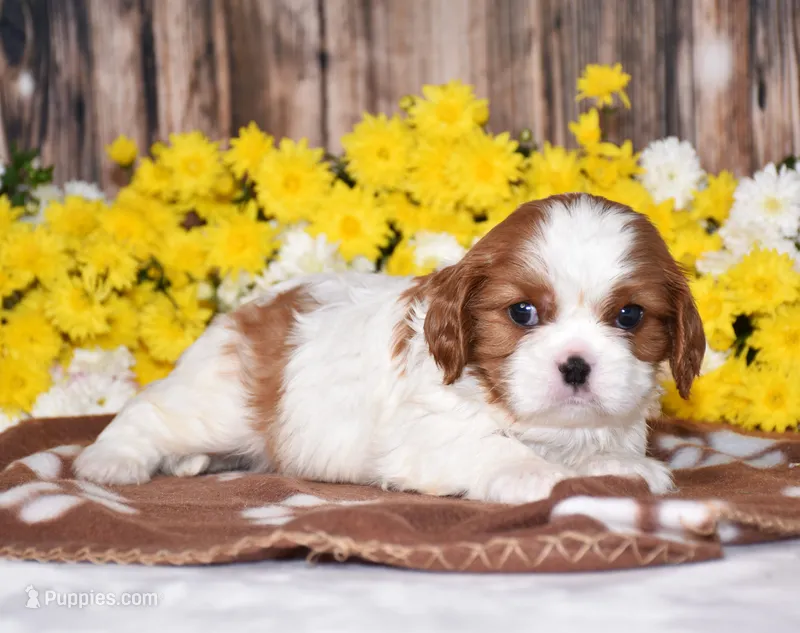 Gunner – Cavalier King Charles Spaniel puppy for sale in Fredericksburg, OH