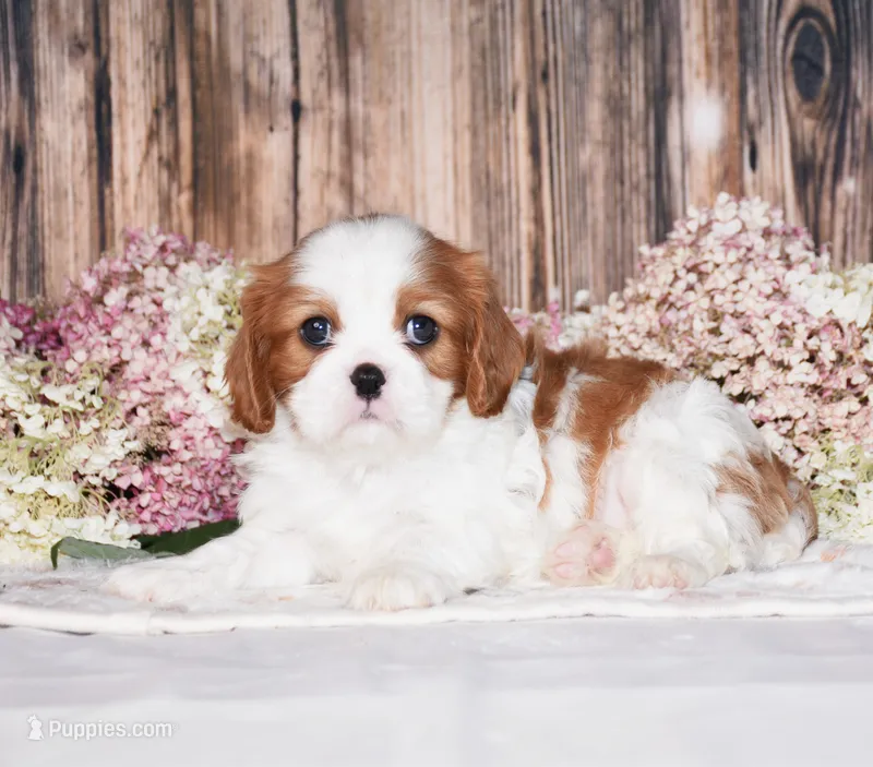 Jazzy – Cavalier King Charles Spaniel puppy for sale in Fredericksburg, OH