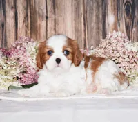Jazzy, a female Cavalier King Charles Spaniel for sale in Fredericksburg, OH – 1 of 4